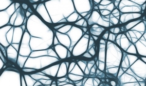 tejido neuronal